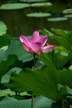 LydiaBrantoi's tweet photo. [La hermosa flor 郧搪棠尘姑 brilla con luz única en este día cálido] https://t.co/1F9mYZX12d