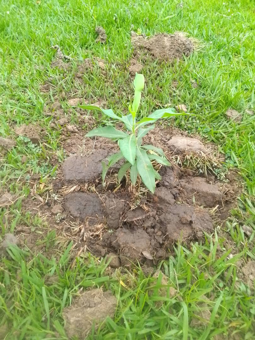 TrifoliaSol's tweet photo. *(photo 1):*
> 🌱 FIRST TREES PLANTED FOR $FOLIA
>
> While others post memes, we plant.
> 
> 2 trees in the ground in Kampala, Uganda today. 
> 
> This is what 1 Token = Trees Planted means.
> 
> CA: J7Ds1AjcwdmgDRuqCBTkQE1TtktmgkQFw1pdw4bRpump
> @TrifoliaSol https://t.co/rFAAdbQJ6G
