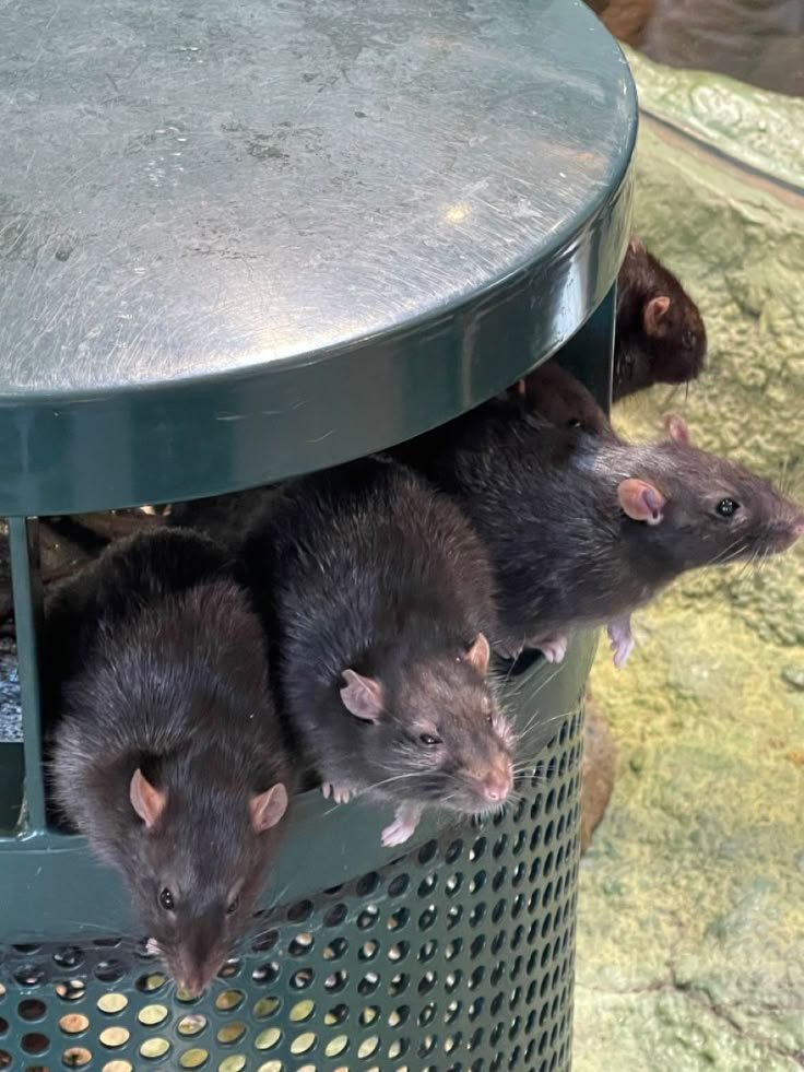 R0YALRODENT's tweet photo. EVERY RAT IN NEW YORK GATHERS UNDER ONE BANNER https://t.co/6AHKcrydBt