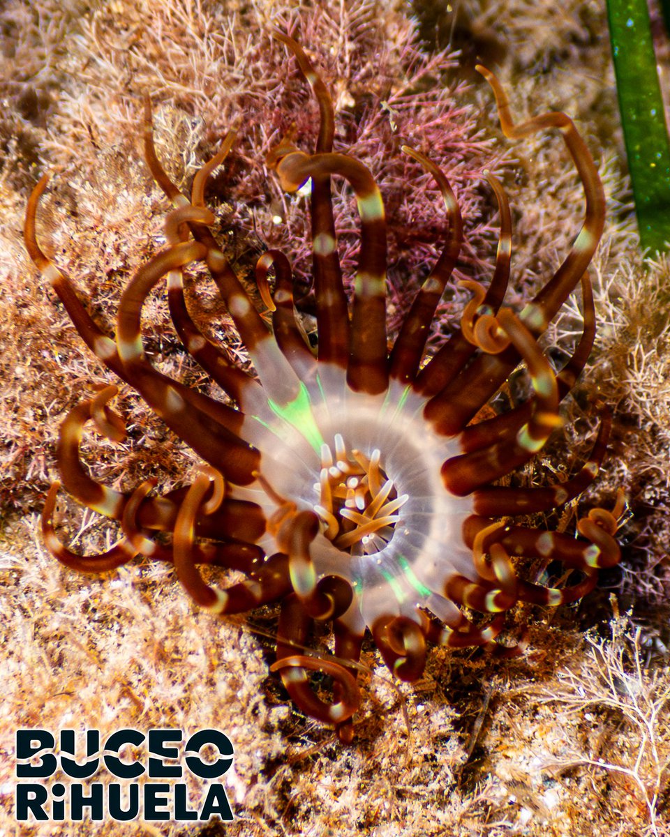 BuceoOrihuela's tweet photo. Aunque la Anémona de Bandas (Isarachnanthus maderensis) esté en el mismo filo que las anémonas, verdaderamente no lo es.

1/3

Cámara OM-System TG-7
2 Focos Leton Power Tynny 13FD

#anemona #ceriantario #fotosub #buceo #scuba #Orihuela #tg7 #omsystem #LetonPower @Letonpower https://t.co/XczrbgBPeI