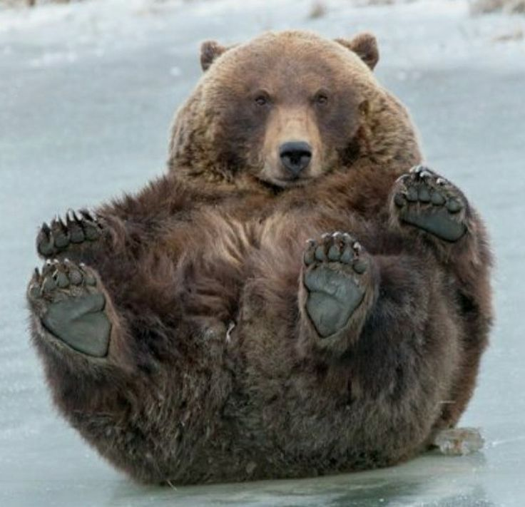 bearlyable2's tweet photo. stomach crunches......... https://t.co/730gcoDew9