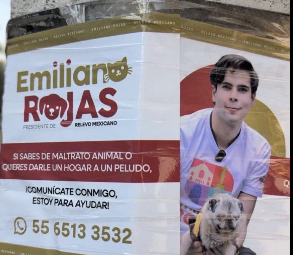 luis_gj's tweet photo. Miren al pendejo que empapeló Cuauhtémoc con su jeta dando clases de “promoción ilegal”.

El croquetero @emilianorojasg ve un logo institucional y grita “¡campaña anticipada!”, mientras él tapizó Cuauhtémoc con su nombre, su jeta y sus volantitos de Relevo Mexicano.

Alguien del narcopartido asesore a este mandril antes de que siga exhibiéndose solito sobre qué es ilegal y que no.