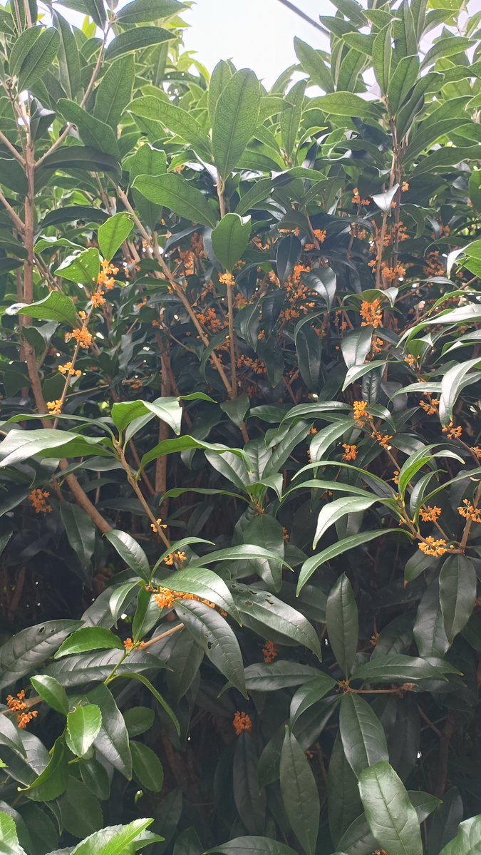 nattodedoudesh1's tweet photo. 長雨後の金木犀 https://t.co/7AJ5bLc0ss