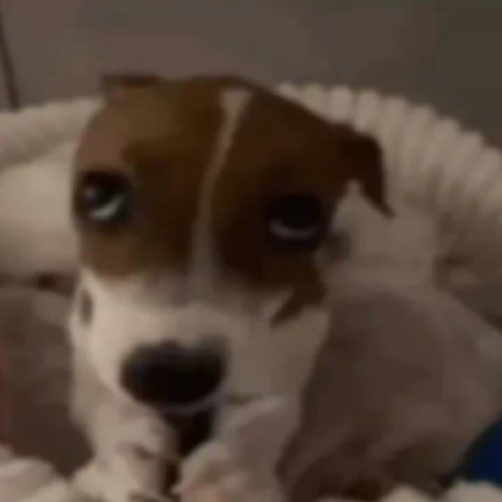 woogitop's tweet photo. Mutis pasen su ig quiero amigos ahí https://t.co/SYerP2RBip