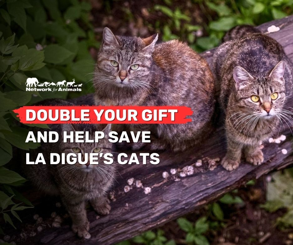 Network4Animals's tweet photo. 🐱🇸🇨 This #WorldAnimalDay, be a hero for La Digue’s cats.

In October we aim to sterilize 400 animals &amp; treat sick &amp; injured cats on this remote island in the Seychelles.

👉Give today &amp; your donation will be DOUBLED: https://t.co/QBTLAb6ZDl https://t.co/xwqeJs7950