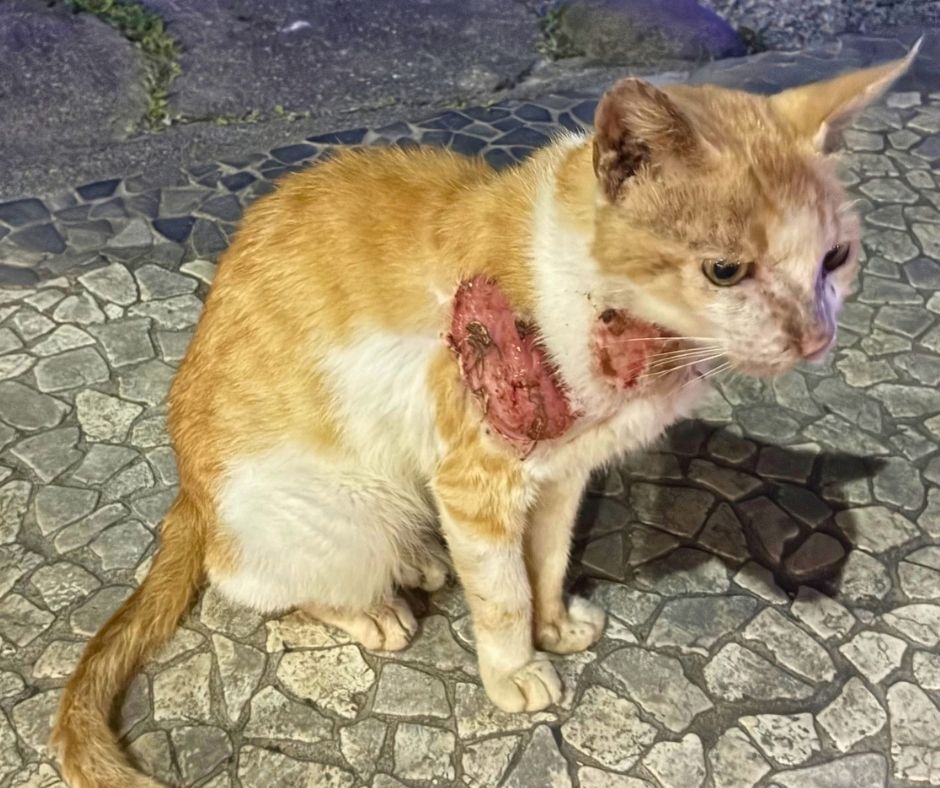 Network4Animals's tweet photo. 🐱🇸🇨 This #WorldAnimalDay, be a hero for La Digue’s cats.

In October we aim to sterilize 400 animals &amp; treat sick &amp; injured cats on this remote island in the Seychelles.

👉Give today &amp; your donation will be DOUBLED: https://t.co/QBTLAb6ZDl https://t.co/xwqeJs7950