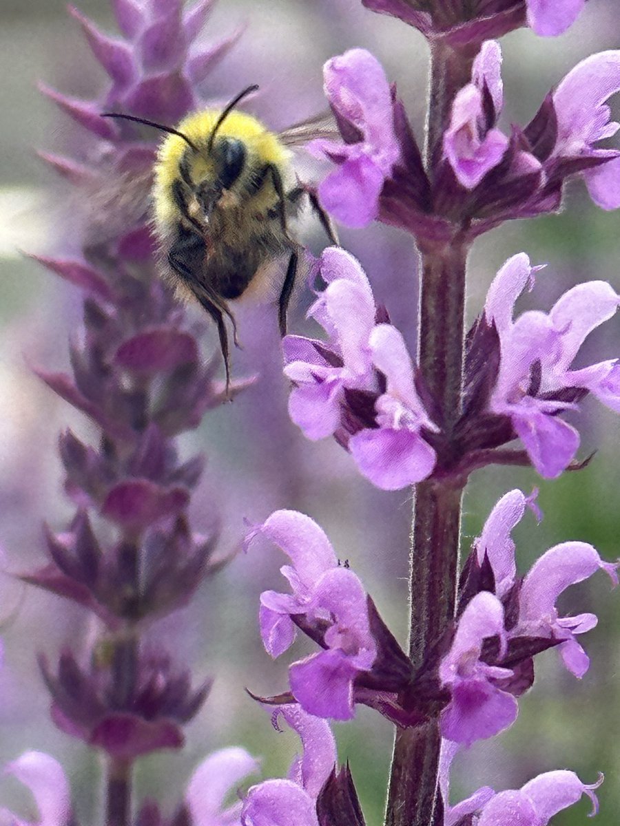 SoftnessDaily's tweet photo. bumblebee 🎀 https://t.co/OXVeXiKmwF
