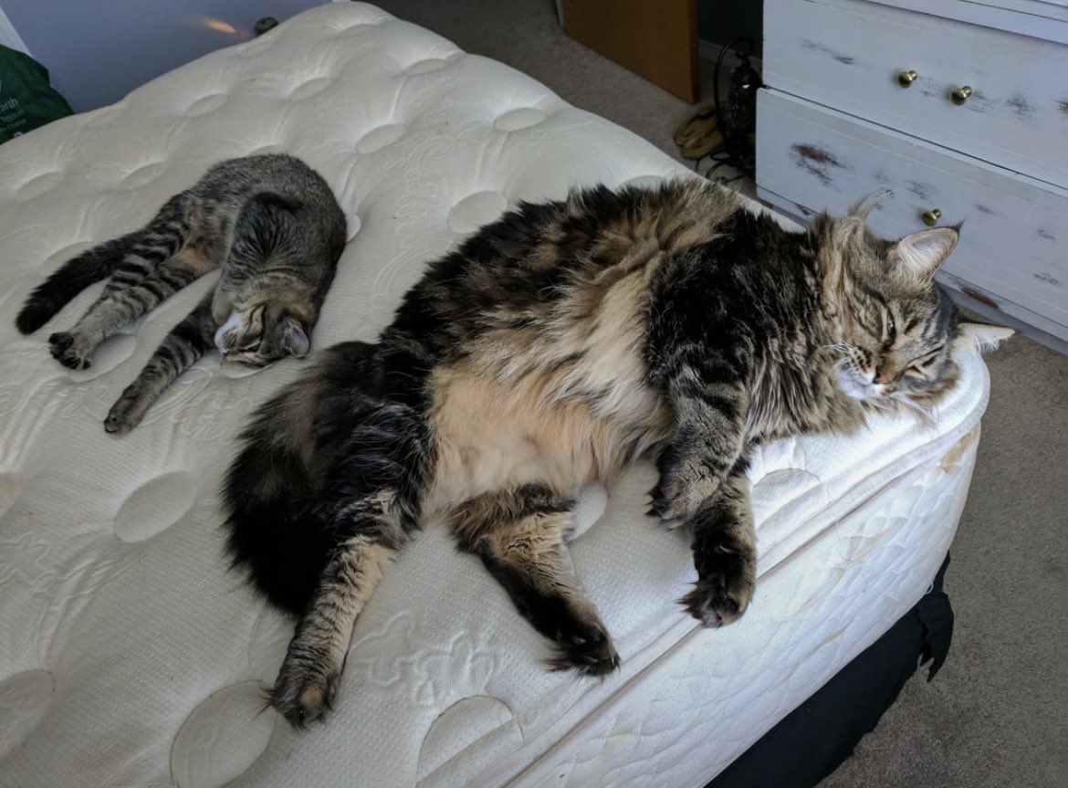 catshealdeprsn's tweet photo. Size comparison of Maine Coon to  American Shorthair https://t.co/pNZSNLUY7C