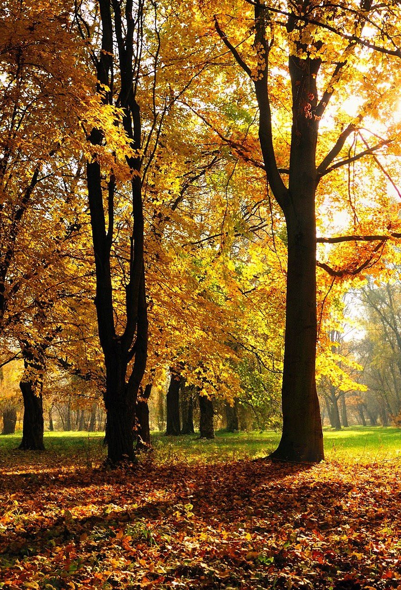 LoveSongs4Peace's tweet photo. " One autumn morning in a forest far away... " - actually at a park in the southern England
🍁🍂🍁 🏴󠁧󠁢󠁥󠁮󠁧󠁿 🇬🇧 https://t.co/UI5pyAhkG9