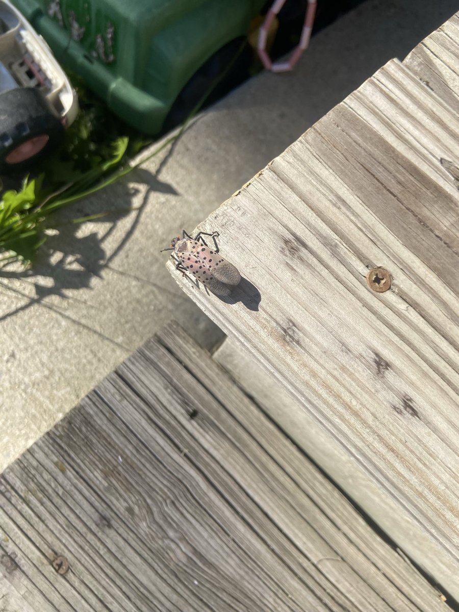 brummelibrum's tweet photo. hello midwesterners! what bug is this please https://t.co/iViwdzNQ9e