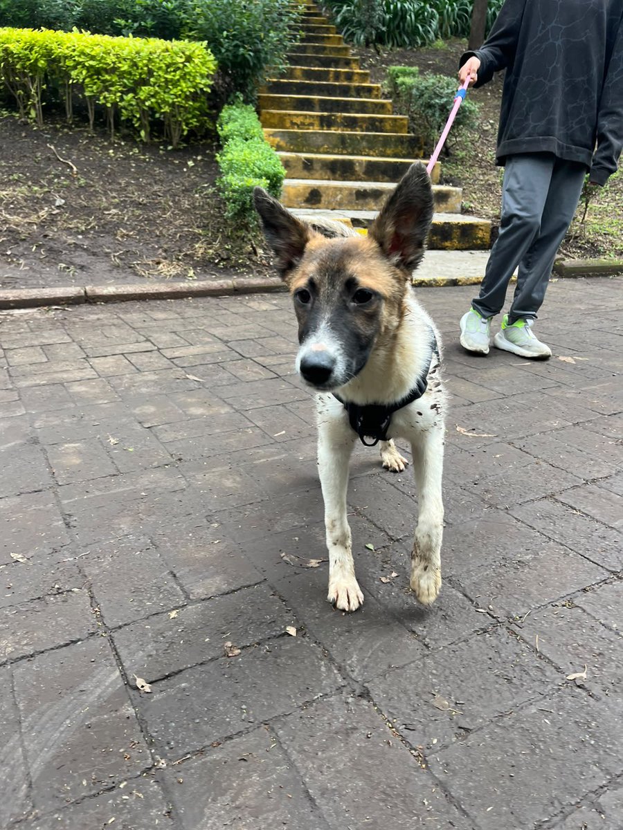 HELA_MORE's tweet photo. Es la primer vez que nuestra querida Luneta bebé asiste a la feria de adopción.

No pierdan la oportunidad de conocerla.
Parque hundido. https://t.co/7mpdBE6ay8