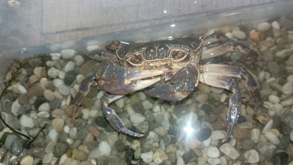 goademan's tweet photo. potamon ♥♥♥♥♥♥♥♥ https://t.co/S2Betlc840