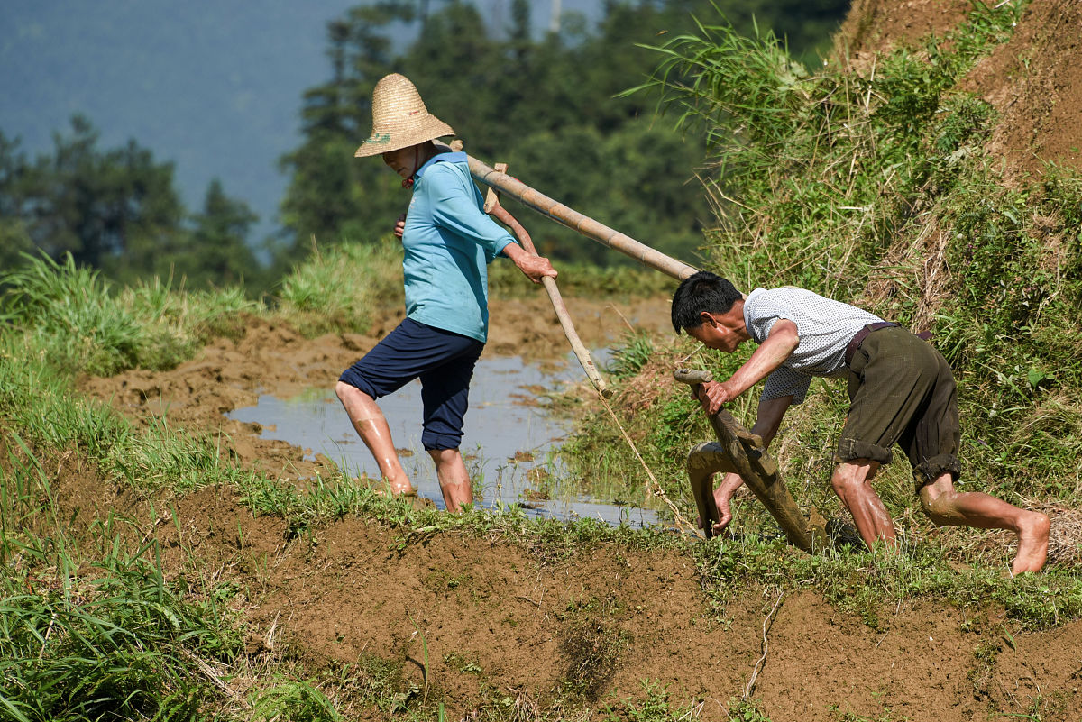 RowanMerchxl's tweet photo. “Hoy, trabajando en el campo con la familia: la 耘（arar la tierra）, el 系（atar las plantas） y el 奖（recompensar el esfuerzo）”， https://t.co/TlVGrcuPZc