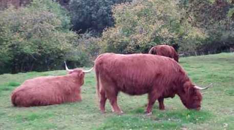 tourscotland's tweet photo. Tonight, I am reporting on a Tour #Scotland #Autumn travel video Blog of Highland cows in a field on visit and trip to the grounds of #Scone #Palace, #Perthshire. #Highland #coos are a #Scottish cattle breed. They have long horns and long wavy coats https://t.co/Jth4jlR1AU https://t.co/NAQJUqLrCs