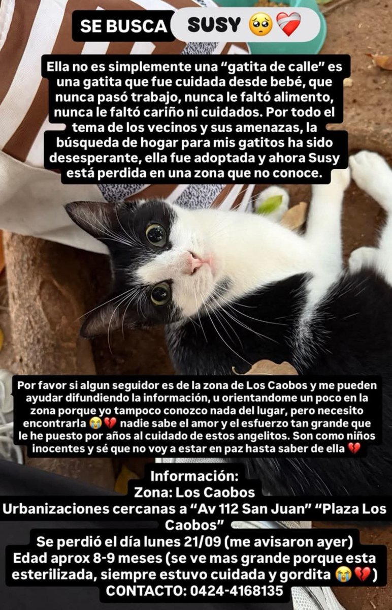 PerroUsuario's tweet photo. Se busca a Susy en Los Caobos,  Valencia, estado Carabobo https://t.co/aoSJdwYHoC