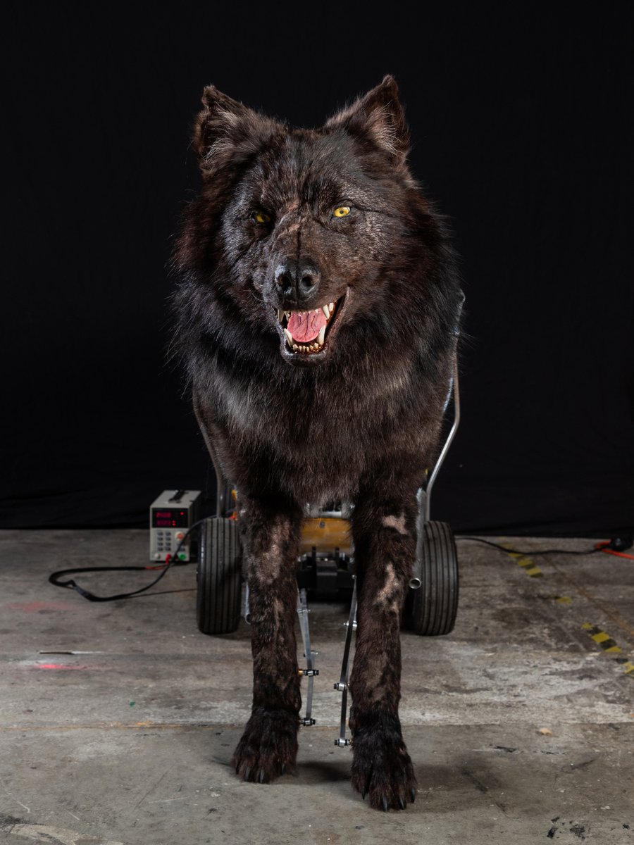 WetaWorkshop's tweet photo. In #HeartoftheBeast, there's the elements and there’s the beasts, including this one: an alpha wolf. We had the pleasure of working with Director David Ayer and Producer Scott Lumpkin to make three versions of this apex predator: an animatronic, an attack puppet and a dummy. https://t.co/GlNFHaqKVs