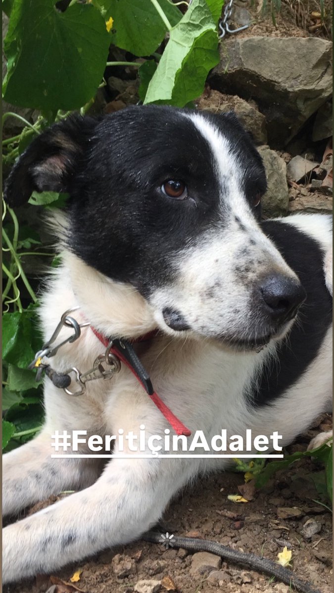 TenzilePars's tweet photo. Keşke bir hayvanı yürekten sevebilme kabiliyetine sahip olabilseydiniz. O zaman hiçbir hayvanı incitmezdiniz. 

 HAYVANLARI KORU 

#Feritiçinadalet https://t.co/bGnOsbiV5B
