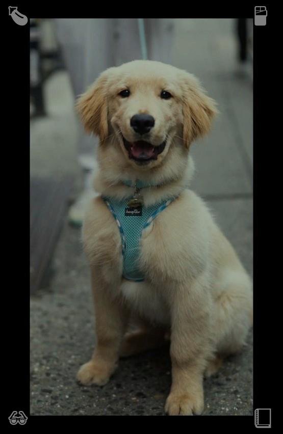 GaviaoRonald's tweet photo. The baker smiles, saying, “He’s so cute!” She gives Buddy a small piece of bread, and he takes it gently, thanking her with a soft wag of his tail. He eats it slowly, savoring the taste.🔋Cucumber with salt in hand https://t.co/XgtAeAVLbt