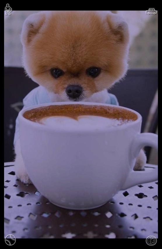 fifimatcha tweet picture