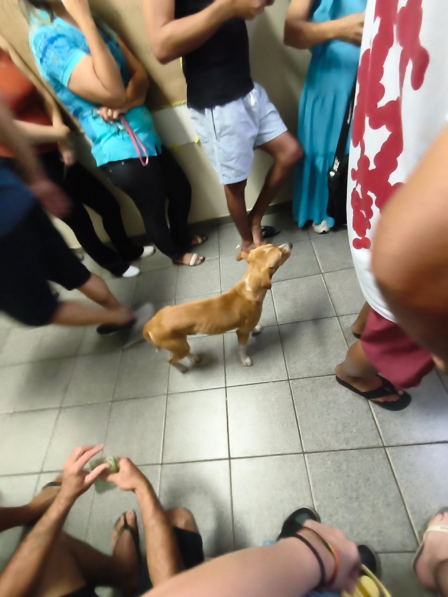 feeitofolha's tweet photo. o cachorro esperando a fila pra ir votar obrigado brasil https://t.co/kgXGyQ6KZa