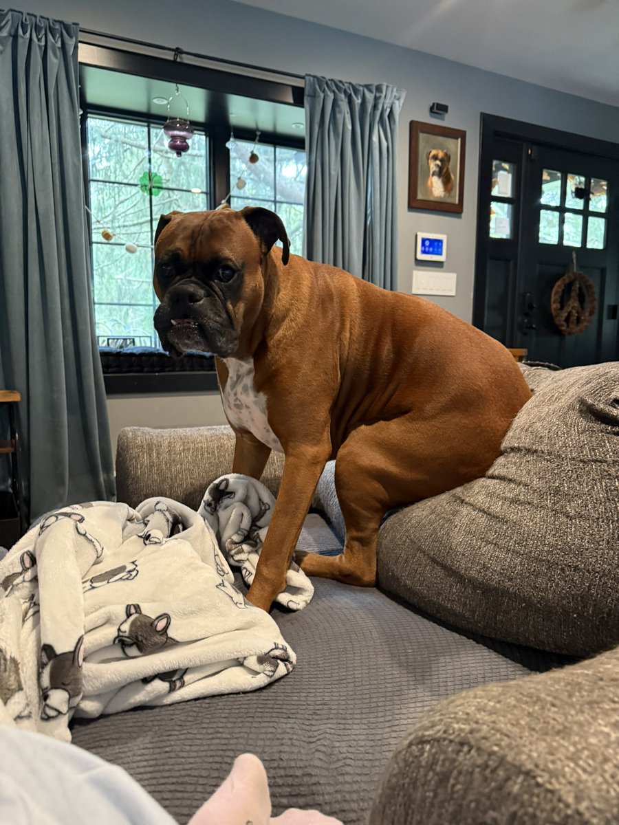 inntothenight's tweet photo. Zeus plopping a squat 🤣
#boxerpuppy #boxerdogs #boxerlife
#boxerlovers #boxersrock #boxersoftwitter #boxerdogsoftwitter #dogsoftwitter #dogsofx https://t.co/dKE0YesNOI