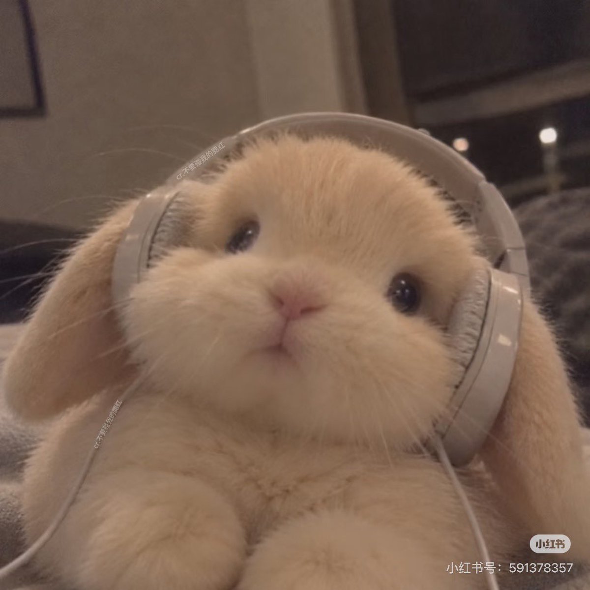max_33ppw's tweet photo. 🐰

#phuwintang https://t.co/NqBFAOol89