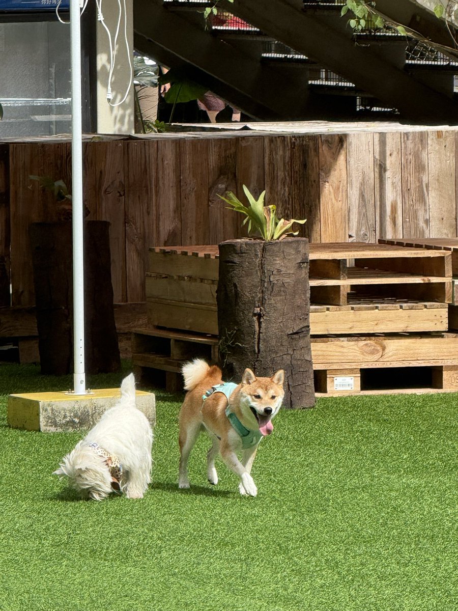 PPaPaPax's tweet photo. Happy life always need dogs https://t.co/92A260FS1U
