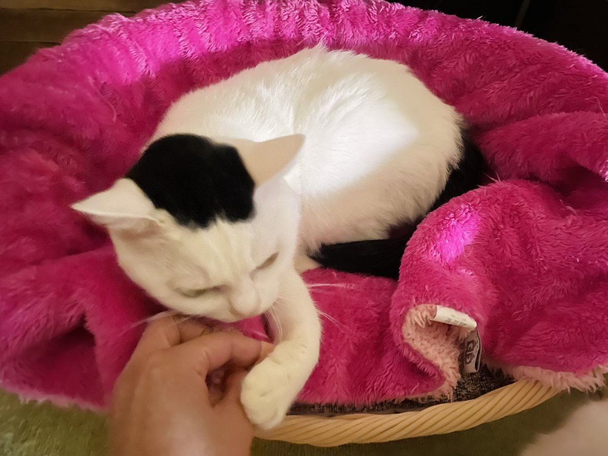 onigirinyans's tweet photo. 猫ベッドのブランケット直していたら「あたい今日ここ！」と入って来て即座に人間の指を叩くおにぎり姫さま。 https://t.co/pUa1R8uYc9