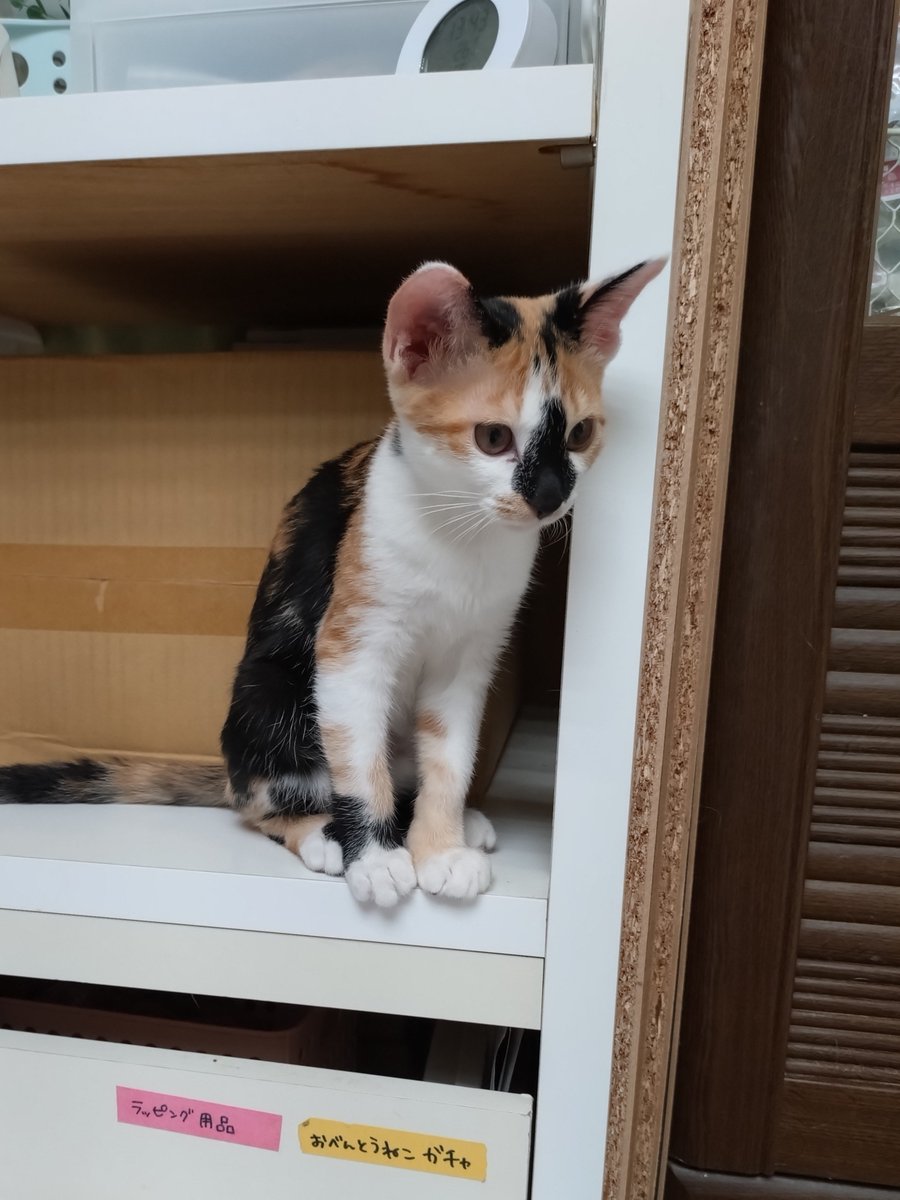 tane_39's tweet photo. 花豆♀
黒いお鼻がチャームポイントの三毛猫ガール
聡明で人が好き、そしてとにかく優しい!!
疲れて休んでるとツンツン匂いを嗅ぎにきたり、人の気持ちが分かるのかい？ 癒してもらっていました
#トライアルおめでとう（8/21 start）
かわいいはなちゃん、幸せになってね🍀
#信州猫日和 @shinsyuuneko https://t.co/BgieArAT69