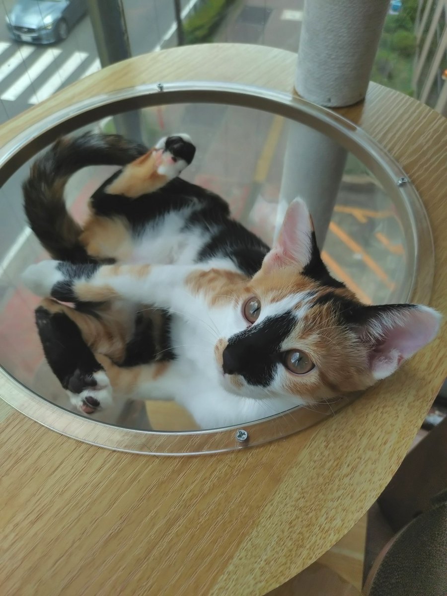 tane_39's tweet photo. 花豆♀
黒いお鼻がチャームポイントの三毛猫ガール
聡明で人が好き、そしてとにかく優しい!!
疲れて休んでるとツンツン匂いを嗅ぎにきたり、人の気持ちが分かるのかい？ 癒してもらっていました
#トライアルおめでとう（8/21 start）
かわいいはなちゃん、幸せになってね🍀
#信州猫日和 @shinsyuuneko https://t.co/BgieArAT69