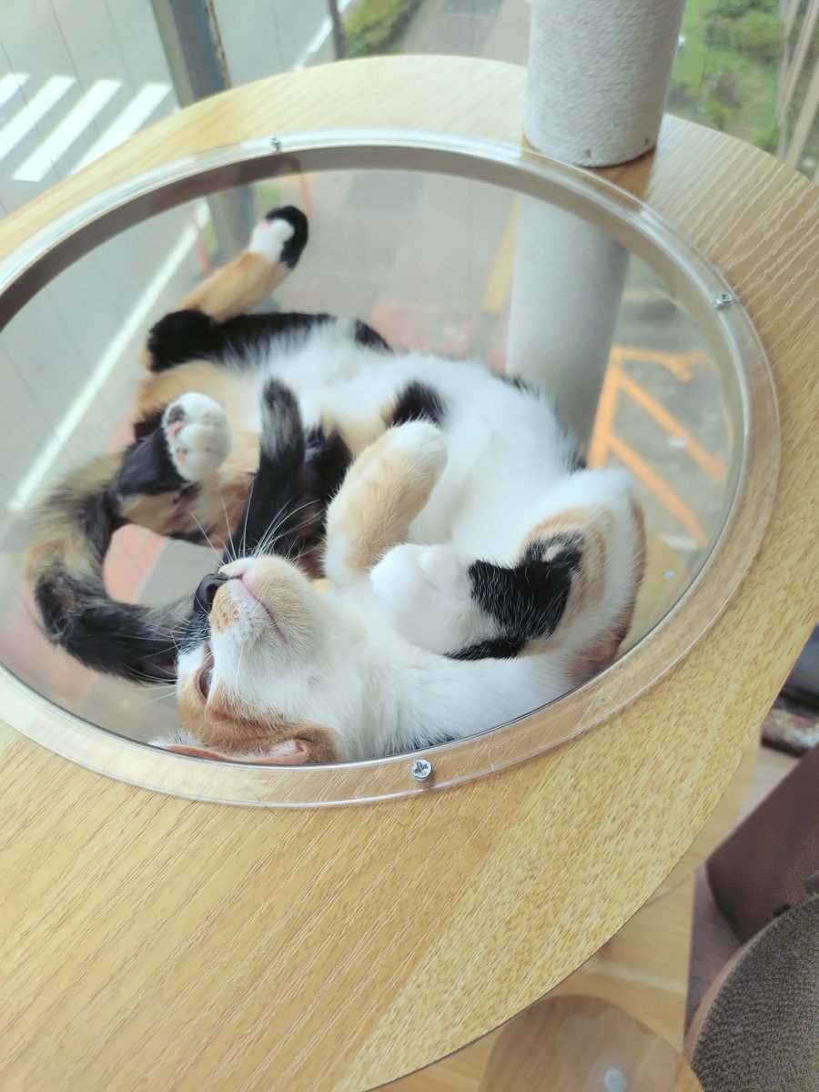 tane_39's tweet photo. 花豆♀
黒いお鼻がチャームポイントの三毛猫ガール
聡明で人が好き、そしてとにかく優しい!!
疲れて休んでるとツンツン匂いを嗅ぎにきたり、人の気持ちが分かるのかい？ 癒してもらっていました
#トライアルおめでとう（8/21 start）
かわいいはなちゃん、幸せになってね🍀
#信州猫日和 @shinsyuuneko https://t.co/BgieArAT69