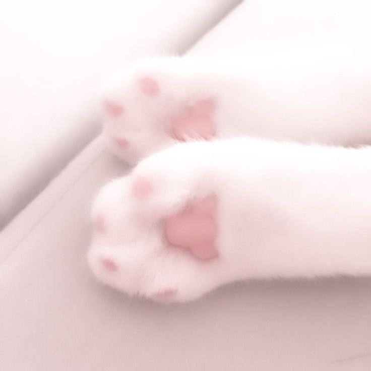 swirlskitty's tweet photo. my #nsfwtwt intro ♡ ₊˚ .

♡ 18
♡ she/her bisexual
♡ hard kinks
♡ switch(sub++) &amp; virgin
♡catgirl gamer &amp; cosplayer
♡ + ↻ to be moots :3
#petplay #cosplay #tabookinks #agegap #ddlg https://t.co/qAt2RD8CoB
