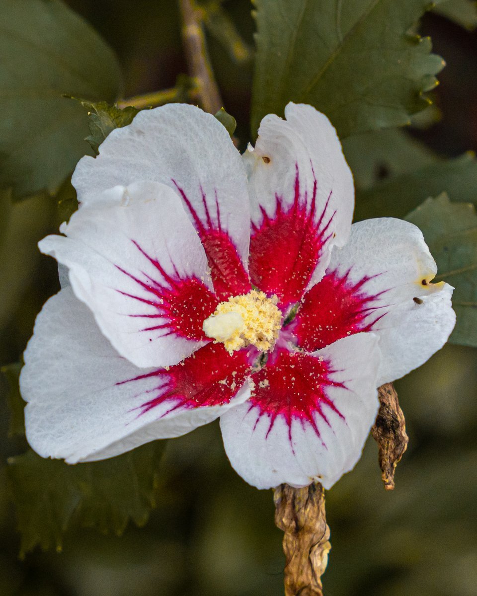 ameriultrabloom tweet picture