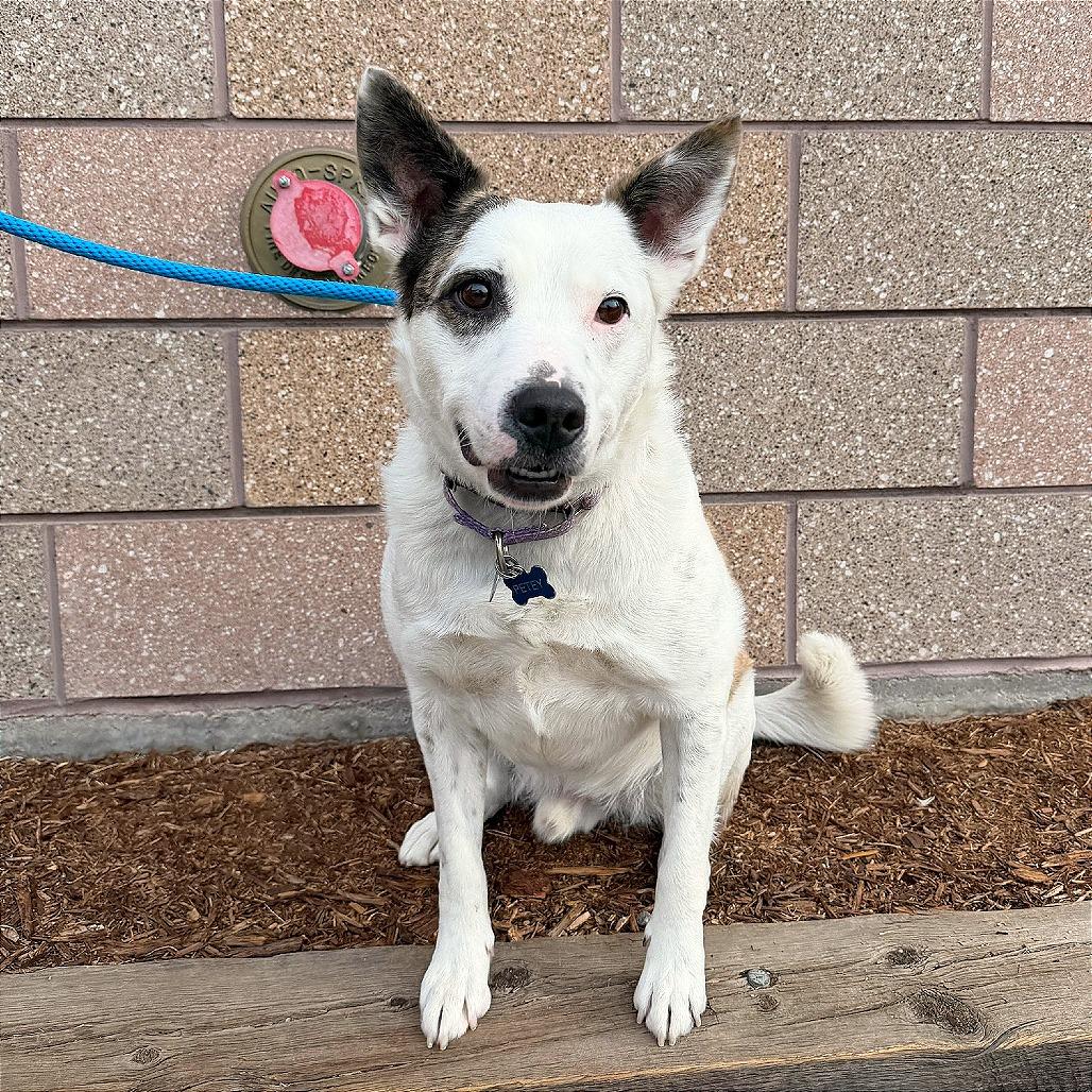 DianeLegacy1's tweet photo. 2.5 years is a long time to wait for a home. 💔🐾

Damu and Lupina have spent 2½ years at a Denver shelter. The bonded pair must be adopted together.

They’re still waiting for someone to give them a chance.

#AdoptDontShop #RescueDogs #Dogs https://t.co/Lwwd6dvuDS