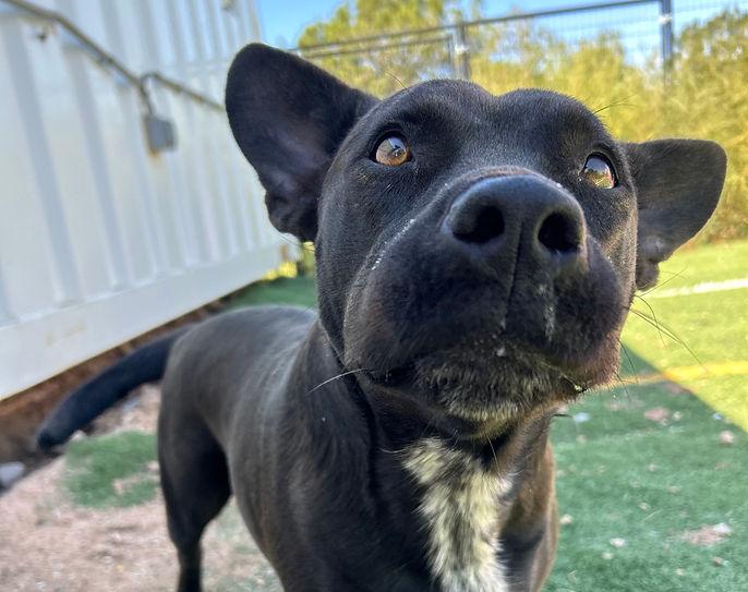 DianeLegacy1's tweet photo. 2.5 years is a long time to wait for a home. 💔🐾

Damu and Lupina have spent 2½ years at a Denver shelter. The bonded pair must be adopted together.

They’re still waiting for someone to give them a chance.

#AdoptDontShop #RescueDogs #Dogs https://t.co/Lwwd6dvuDS