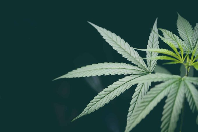 CarverJohns's tweet photo. THCA, CBDA and Other Acidic Cannabinoids Show Promise for Epilepsy, Anxiety, Depression and Neurodegenerative Diseases...

Unlike THC and CBD, acidic cannabinoids are the forms naturally produced by the marijuana plant before heat, light or prolonged storage causes decarboxylation. The researchers said these compounds should not simply be viewed as inactive precursors to THC, CBD and other neutral cannabinoids.

https://t.co/lAfniD4crg
