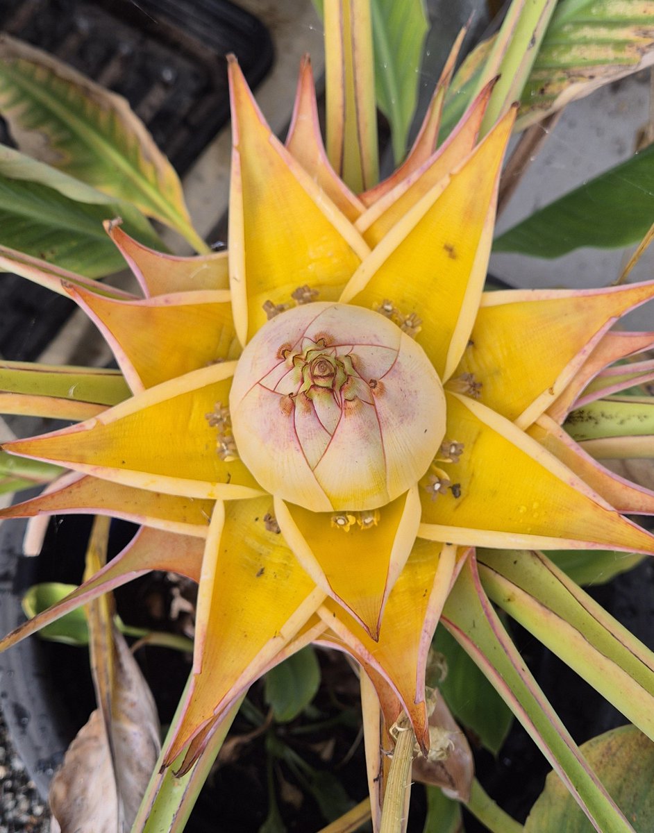 lovely_plot's tweet photo. My Golden Lotus Banana plant has flowered! 🤩
Looks really cool! https://t.co/GRDgMYB9xJ