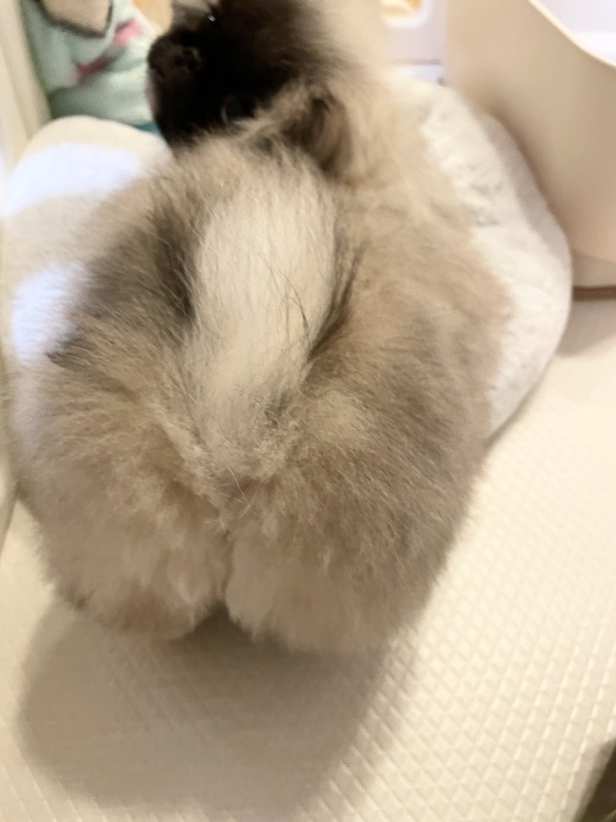 hogarakainu's tweet photo. こちら、獣医さんにｶﾜｲｲと診断されたプリけつ https://t.co/RiHjrrqybY