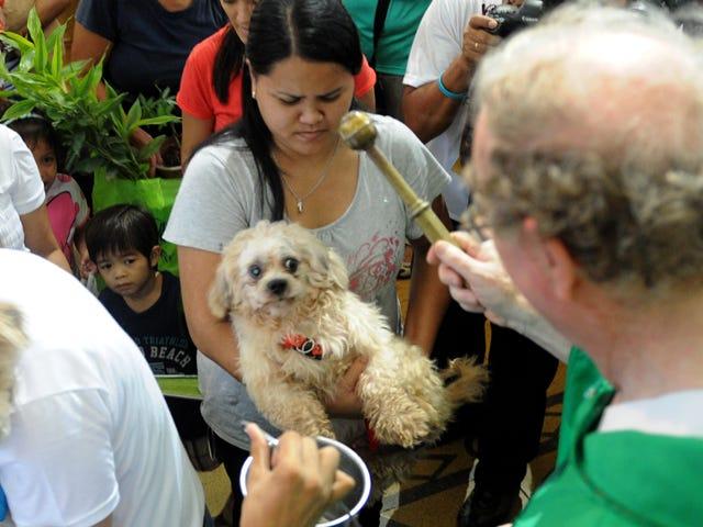 DianeLegacy1's tweet photo. A special day for our four-legged friends. 🐶🐱❤️

Pet owners in Manila brought their dogs, cats and even a pet snail to church for a St. Francis blessing.

A beautiful reminder of how much pets mean to us.

#Pets #Dogs #Cats #AnimalLovers https://t.co/K0KWJfytJY