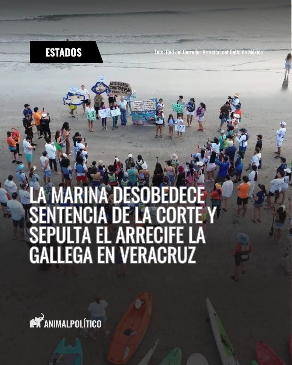 MaTere_Mendoza's tweet photo. En verdad que los gobernantes y autoridades no entienden la gran importancia de los ecosistemas, para ellos solo existe el dinero y el poder.
Ahora están afectando al arrecife de La Gallega, en Veracruz, que forma parte del Sistema Nacional Arrecifal Veracruzano, un área protegida, donde habitan y subsisten grandes cantidades de diversas especies marinas. 
La Marina desacata el fallo de la Suprema Corte, en 2022, de no colocar escolleras a un lado ni encima del arrecife, porque eso altera las corrientes marinas y asfixia gravemente al ecosistema. 
¿Y qué creen?
Lo están haciendo, valiéndoles madre la orden y que sea un área protegida de gran valor ambiental e histórico, declarado sitio Ramsar y Reserva de la Biosfera, por la UNESCO. 
Provoca tanta impotencia y coraje que esto esté sucediendo y nadie pueda hacer nada… 💔