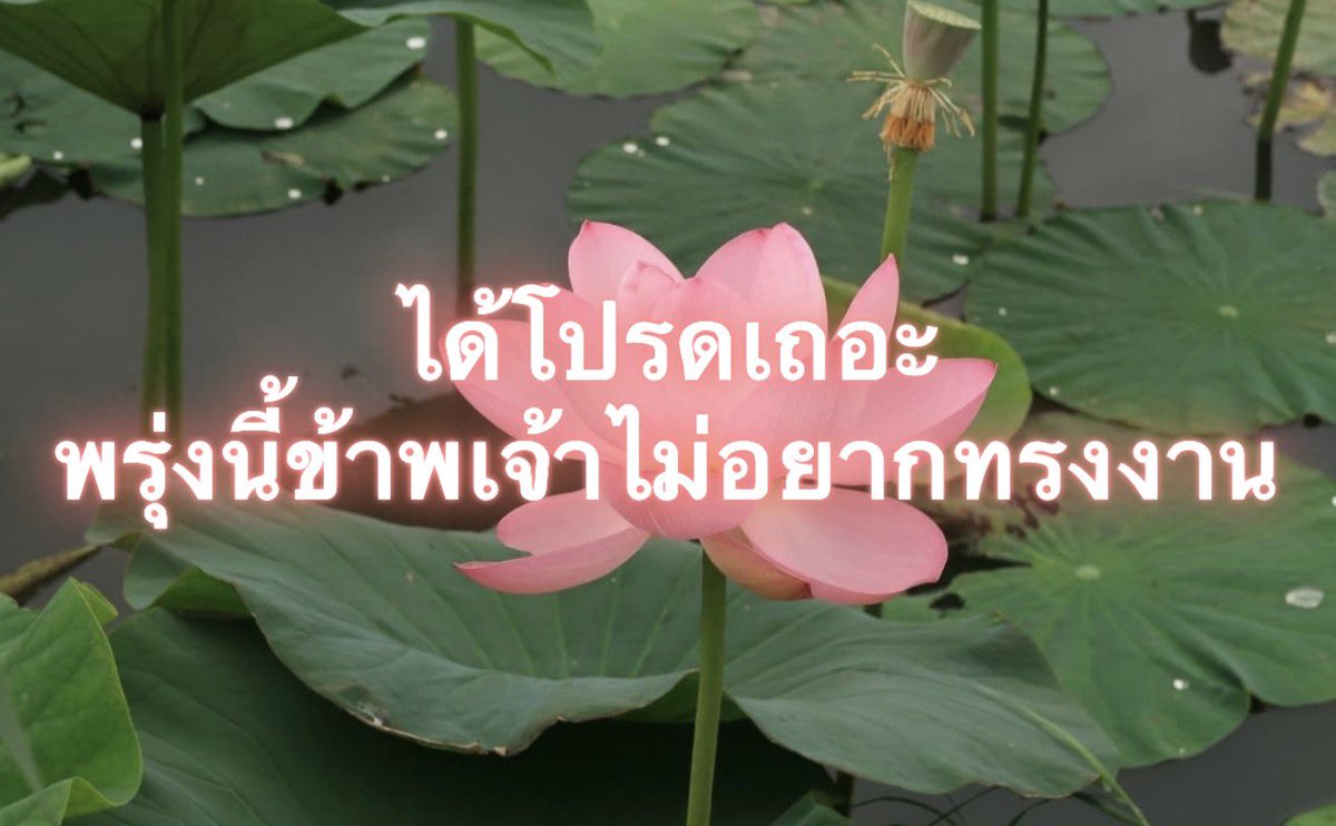 Iaunza tweet picture