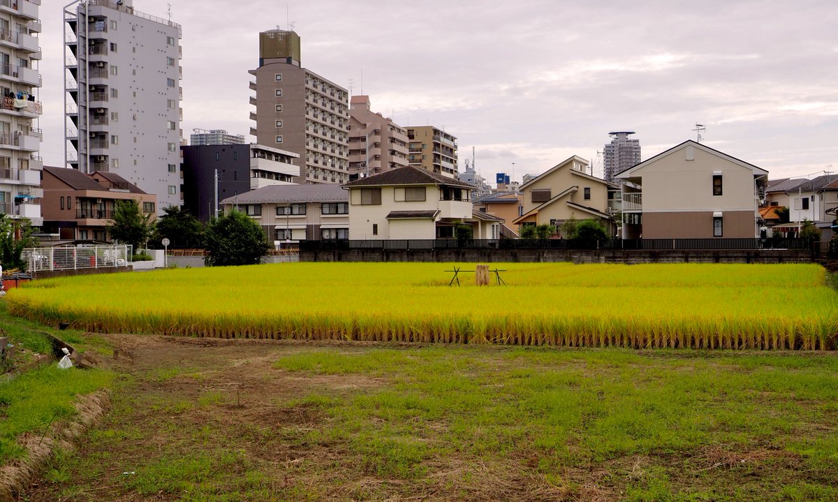 frog_frog's tweet photo. 【2026年】多摩地区水田事情
・多摩市一ノ宮　一の宮用水向田堀の水田
今年度の新嘗祭献穀田になっていたそうだ。9/26に宮中新嘗祭御収穫祭が行われ、宮中に献縠する稲穂の刈り取りが行われたという。10/4に見に行くと、刈り取り前の稲穂の真ん中に、献縠するための稲株が干されていた https://t.co/u2voj0Bork