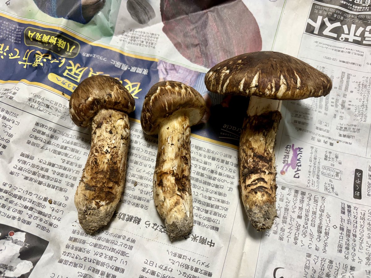 kfp61958472's tweet photo. 松茸づくし
#秋
#松茸
#炊き込みご飯
#お吸い物
#茶碗蒸し https://t.co/o9Lui7XHmu