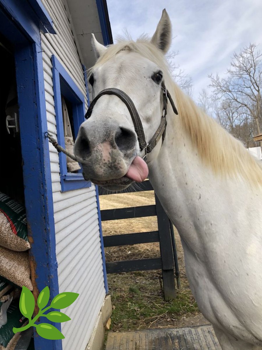 kelismokes's tweet photo. i got horse 😊💖 his name is indica . my big boy https://t.co/FhEMWEQMx8