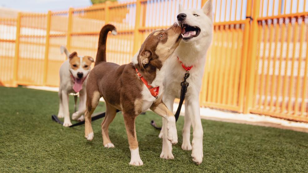 DianeLegacy1's tweet photo. Sometimes, all a shelter dog needs is a day out. 🐶❤️

Las Vegas has launched “Doggy Days Out,” giving shelter dogs the chance to spend hours—or even up to two weeks with temporary foster families.

Every dog deserves a chance.

#AdoptDontShop #RescueDogs #Dogs https://t.co/wVj1lkr0ms