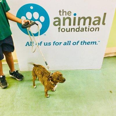 DianeLegacy1's tweet photo. Sometimes, all a shelter dog needs is a day out. 🐶❤️

Las Vegas has launched “Doggy Days Out,” giving shelter dogs the chance to spend hours—or even up to two weeks with temporary foster families.

Every dog deserves a chance.

#AdoptDontShop #RescueDogs #Dogs https://t.co/wVj1lkr0ms