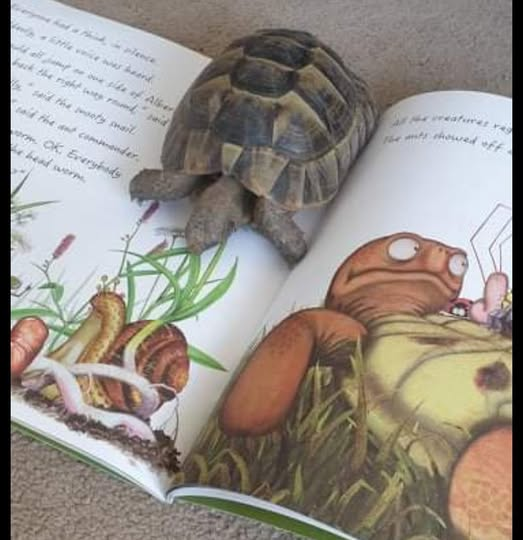 AlbertTortoise's tweet photo. We love seeing YOUR #tortoises and #turtles with our #ALBERTthetortoise #books. Like this pal of real ALBERT doubling as a #bookmark with their copy of picturebook ALBERT UPSIDE DOWN. Available Now 10 ALBERT #picturebooks, 3 #BoardBooks &amp; #ActivityBook https://t.co/WA5TBITS18 https://t.co/LxhuGSyYpn