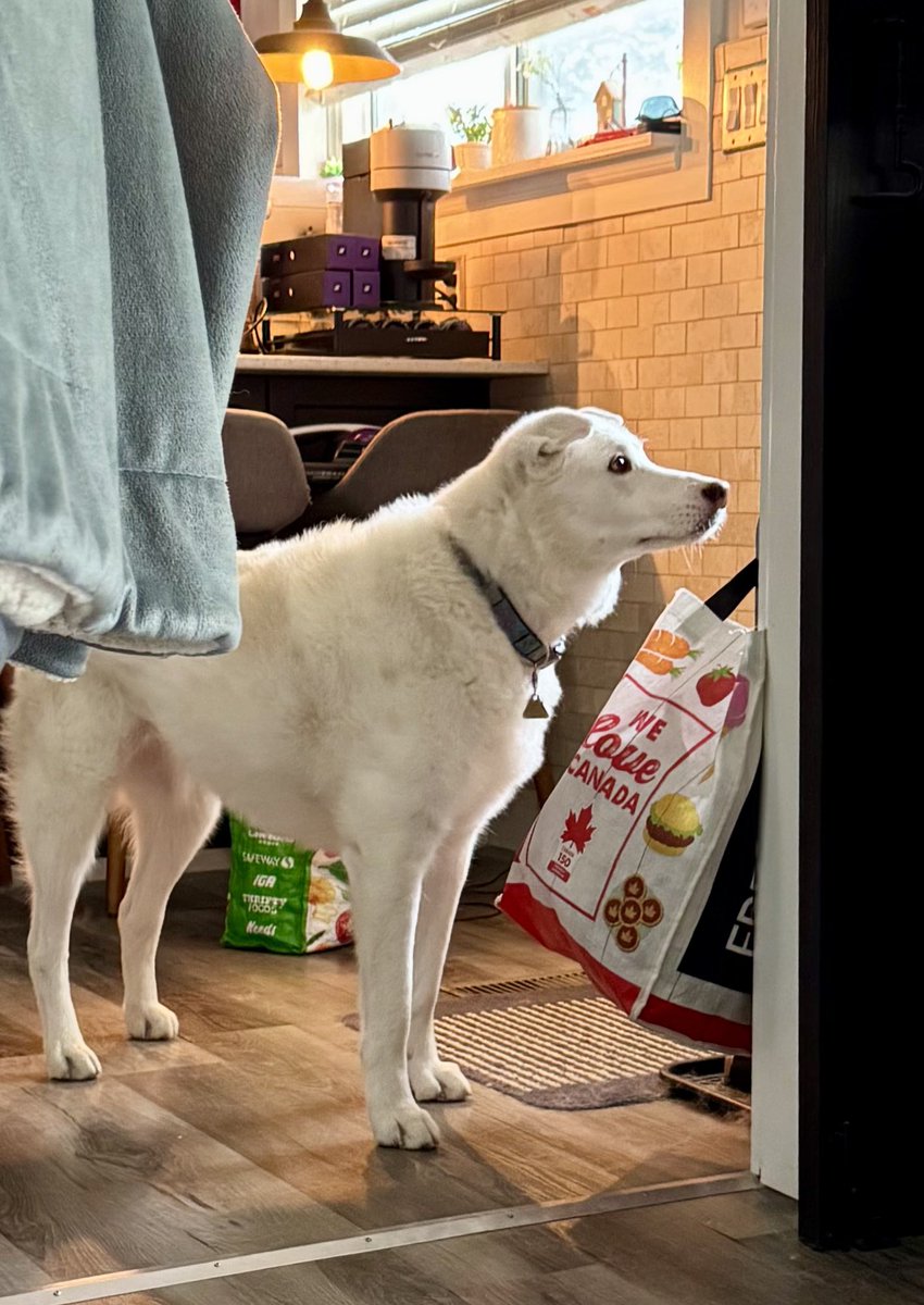 sadie_424's tweet photo. Sadie’s wif Riley dis morning n I am very out of sorts. Dad gave me treats n cheese n snuggles but I’m still looking at where her leash should be - why does she get to see Riley n not me again?? *pouts* #HurryHomeSis #Grooming #Petsmart https://t.co/aCUFbyD2jn