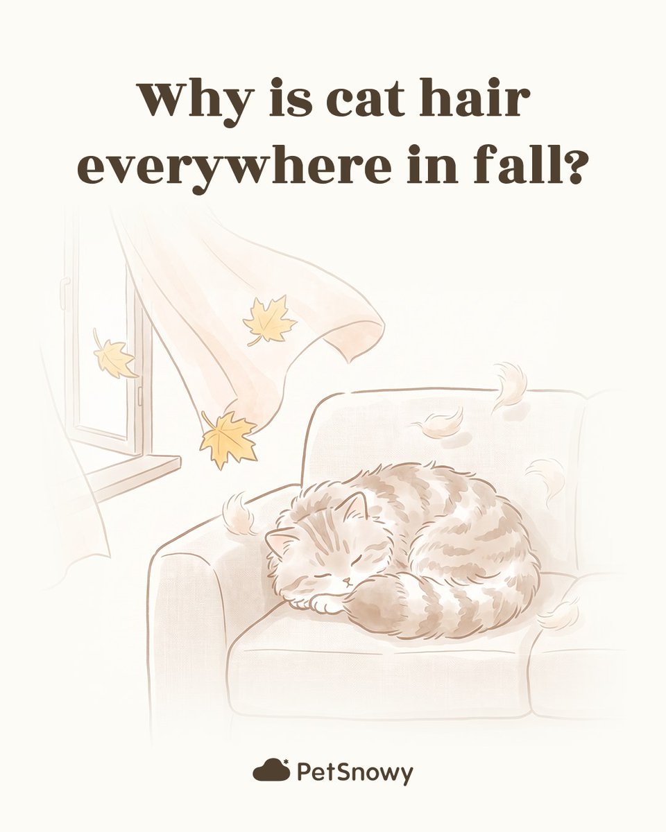 PetSnowy's tweet photo. Why is there fur everywhere during shedding season? 🐱
Changes in daylight can trigger more shedding, sending loose fur and dander into the air.
Swipe to learn more. 👉
#petsnowy #pettech #petcare #cozyseason #catcare https://t.co/AkadDGa9Lg
