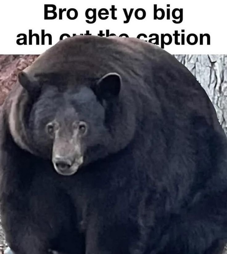 Bear1nCrisis's tweet photo. https://t.co/V2r8ZQ4Amg